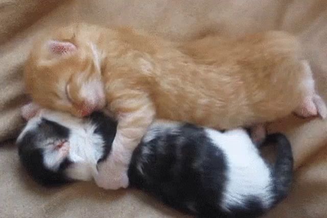 two kittens are sleeping on a bed and one is black and white