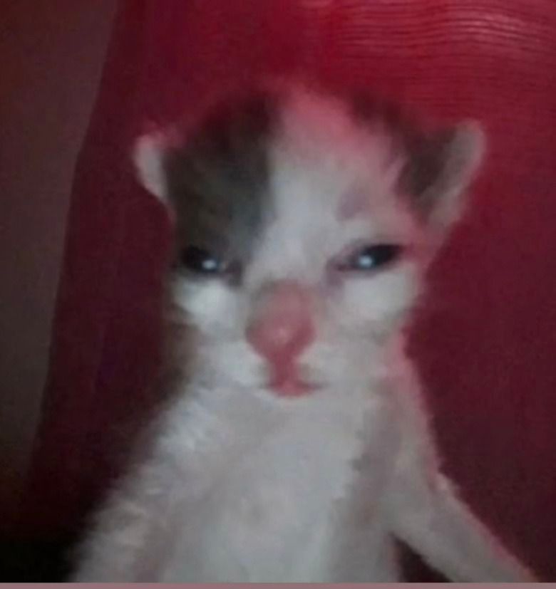 alt text: is there milk available?
image description: a very small grey and white kitten with a pink nose and squinty eyes staring at the camera. the room is very dim and the kitten looks like it is takinf a selfie with the flash on.