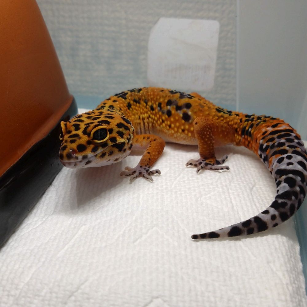 メラニスティックタンジェリン♂