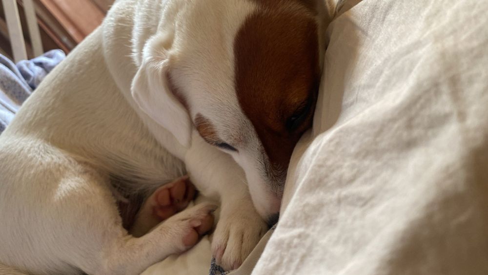 cute photo of a cat sleeping