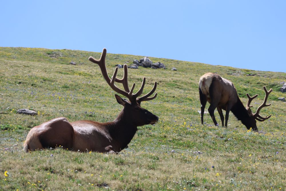 Two large bull elk along a ridge in Rocky Mounyain National Park