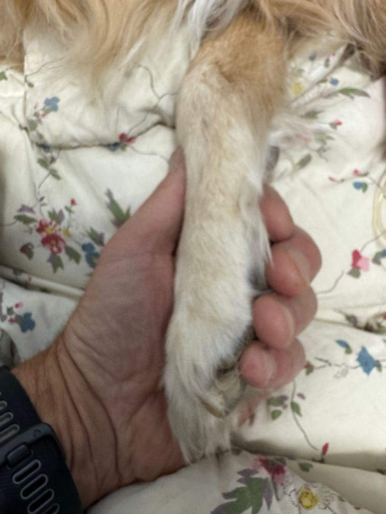 Holding the paw of a beautiful golden retriever named Lola.