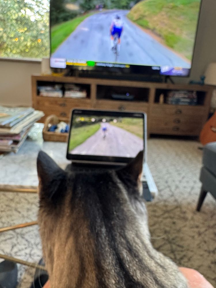 Cat watching TdF coverage.
