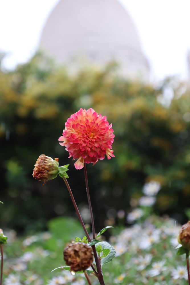 Flower with Montmartre Basilica in background.