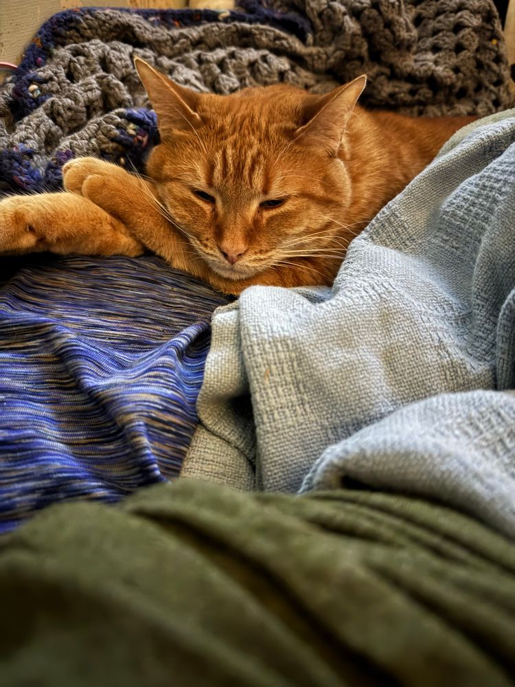 Geraldine, Orange kitty