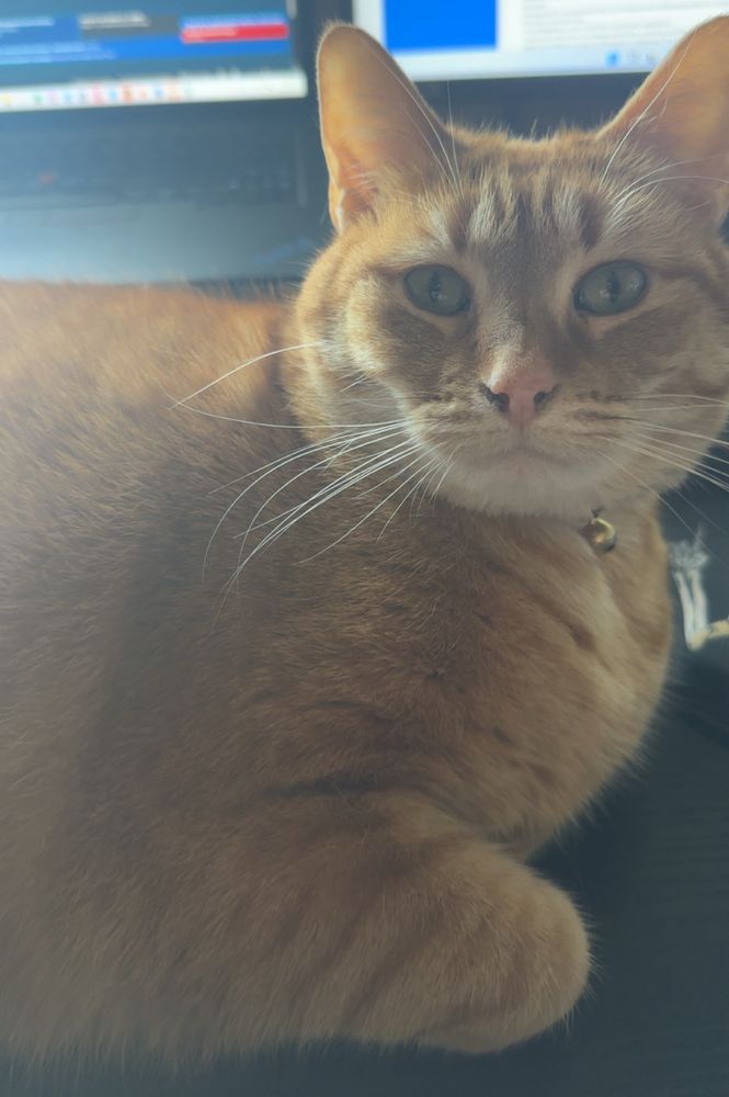Orange kitty staring into the camera