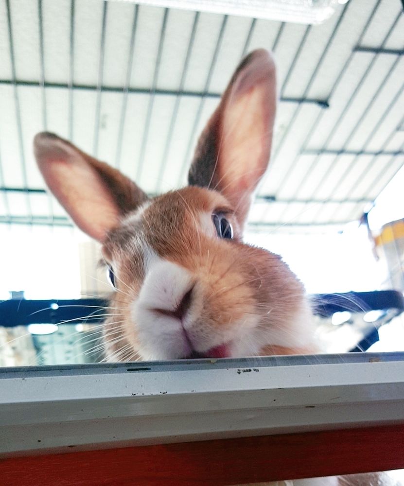 메롱하는 토끼.