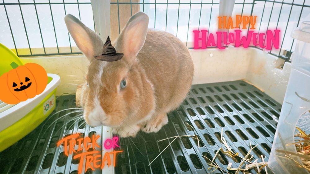 토끼 rabbits うさぎ