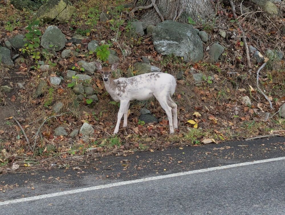 A partially albino fawn standing on the side of the road