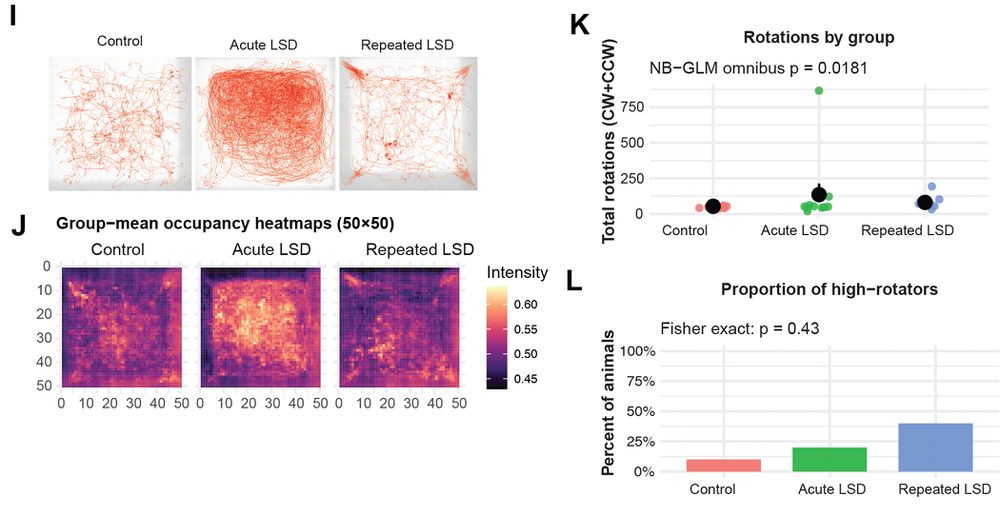 (I) Open-field examples: single-animal path traces. (J) Group-mean occupancy heatmaps (50×50 grid). (K) Total rotations by group (negative-binomial GLM, omnibus χ² = 8.02, P = 0.018); back-transformed means ± SE: Control 54.2 ± 12.6, Acute 136.2 ± 31.3, Repeated 81.4 ± 18.8; Tukey Control vs Acute P = 0.013. (L) Proportion of “high-rotators” (threshold = 95th percentile of Control; Fisher exact P = 0.43; n/N shown). 