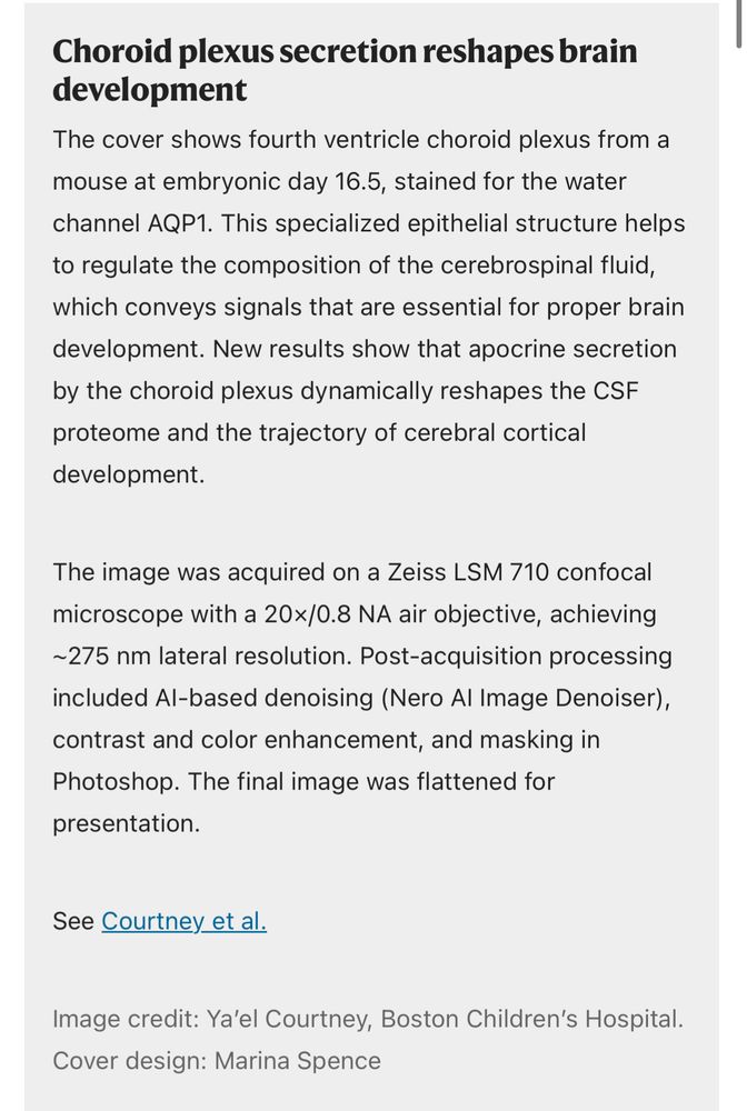 Screenshot of a webpage from nature.com describing the cover story of the July 2025 issue of Nature Neuroscience. The text explains that the cover image shows the choroid plexus of an E16.5 mouse stained for AQP1, revealing how apocrine secretion influences CSF composition and brain development. Technical details include the use of a Zeiss LSM 710 microscope with AI-based denoising and image processing. The image is credited to Ya’el Courtney, Boston Children’s Hospital, and the cover design to Marina Spence.