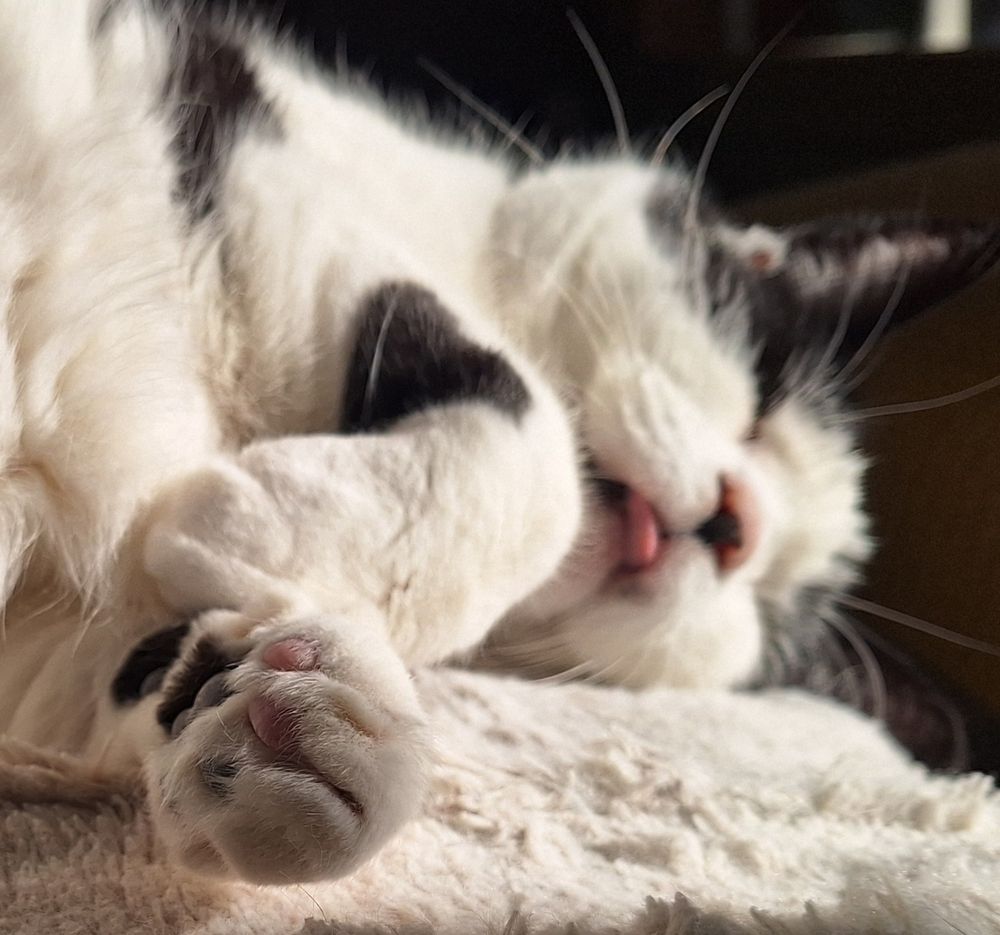 Sleepy black and white cat lying on its side, paws outstretched, tongue poking out.