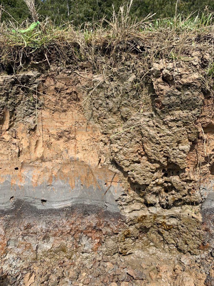 Photo of a river bank from southwestern Washington showing a thin layer of gray sand with tan-colored soil and vegetation above this layer. The gray sands were deposited by a tsunami following the 1700 Cascadia earthquake. Soils have developed above this layer in the 300+ years since then. 