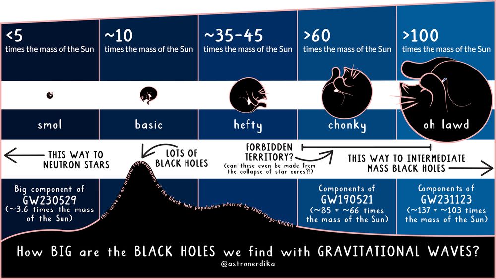 An infographic titled "How BIG are the BLACK HOLES we find with GRAVITATIONAL WAVES?" by @astronerdika. The graphic displays a range of black hole masses detected via gravitational waves, categorized by their size in solar masses (mass of the Sun) and represented with playful cat-like black hole illustrations.

The categories from left to right are:

1. "<5 times the mass of the Sun"
- Labeled "smol"
- Very small black hole illustration represented by a curled up black cat
- Arrow pointing left: "THIS WAY TO NEUTRON STARS"
- Example: "Big component of GW230529 (~3.6 times the mass of the Sun)"

2. "~10 times the mass of the Sun"
- Labeled "basic"
- Slightly larger black hole cat illustration
- Caption: "LOTS OF BLACK HOLES"

3. "~35–45 times the mass of the Sun"
- Labeled "hefty"
- Bigger black hole cat illustration
- Continues the idea of a populated range

4. ">60 times the mass of the Sun"
- Labeled "chonky"
- Large black hole cat illustration
- Caption: "FORBIDDEN TERRITORY? (can these even be made from the collapse of star cores?!)"
- Example: "Components of GW190521 (~85 + ~66 times the mass of the Sun)"

5. ">100 times the mass of the Sun"
- Labeled "oh lawd"
- Very large, curled-up black hole cat illustration
- Arrow pointing right: "THIS WAY TO INTERMEDIATE MASS BLACK HOLES"
- Example: "Components of GW231123 (~137 + ~103 times the mass of the Sun)"

Below the categories is a stylized black curve representing the inferred population of black holes detected by LIGO-Virgo-KAGRA. It rises sharply in the "basic" range and falls off toward the "hefty" and "chonky" ranges, with a note reading:
"this curve is an artistic representation of the black hole population inferred by LIGO-Virgo-KAGRA."

This infographic draws from the “Chonky Cat” meme.