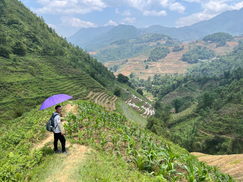 Steep hills with rice terraces and corn. Guide in foreground with purple umbrella. Mountains in distance.