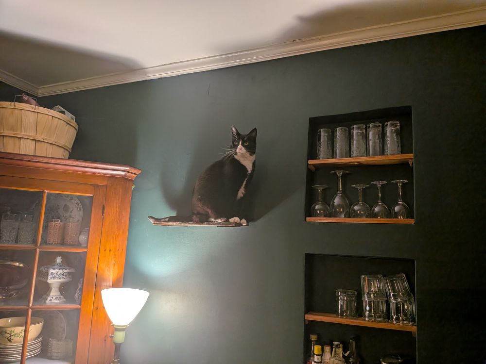 A tuxedo cat on a shelf designed for him to get on top of the china cabinet 