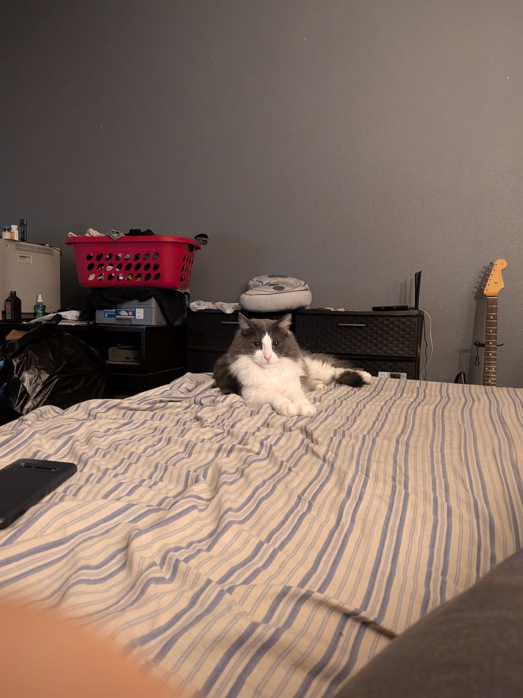 Kiko, a white and gray bicolor longhair domestic cat chilling on my bed far enough that I can't touch him but close enough that he's technically hanging out with me