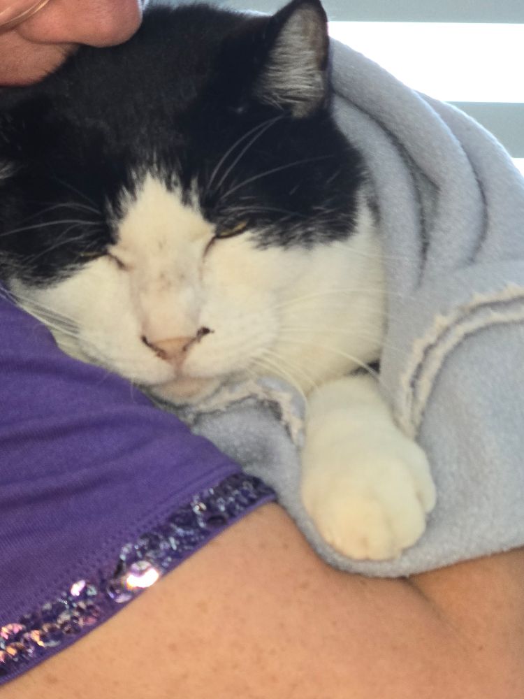 Tuxedo cat 💜