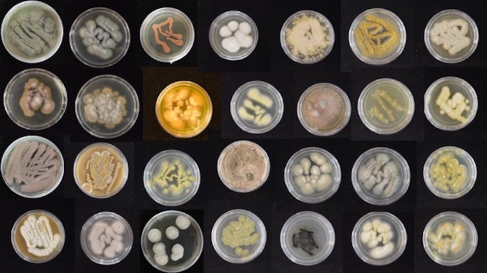 Plastic is the most prevalent marine pollutant and plastic surfaces are the fastest growing habitat in the ocean