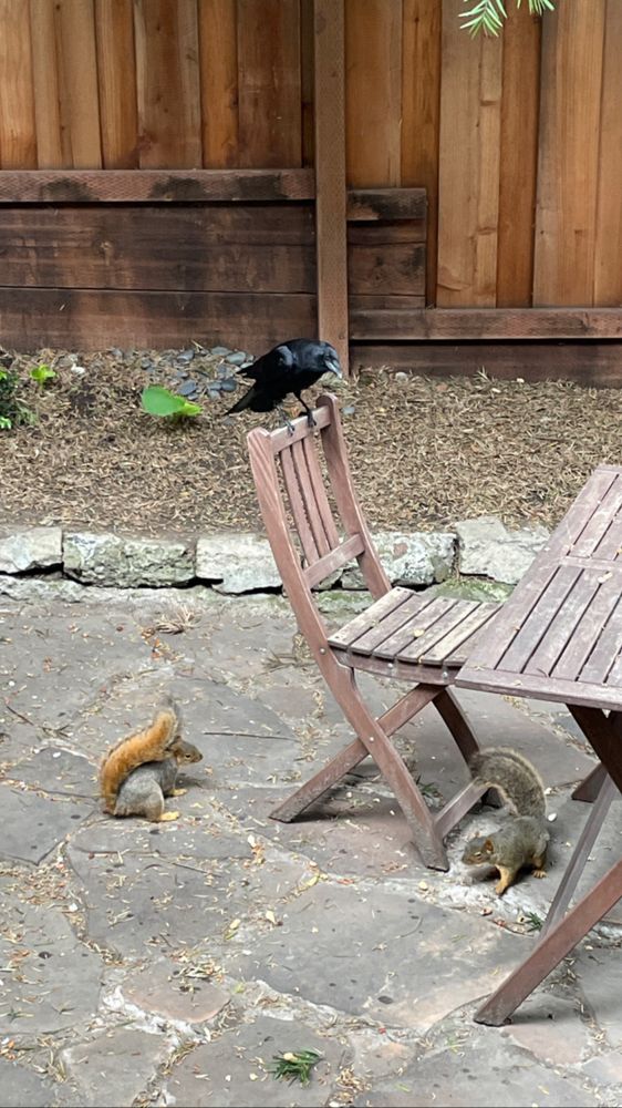 A crow standing on a wooden chair. Two squirrels are nearby on the ground. 