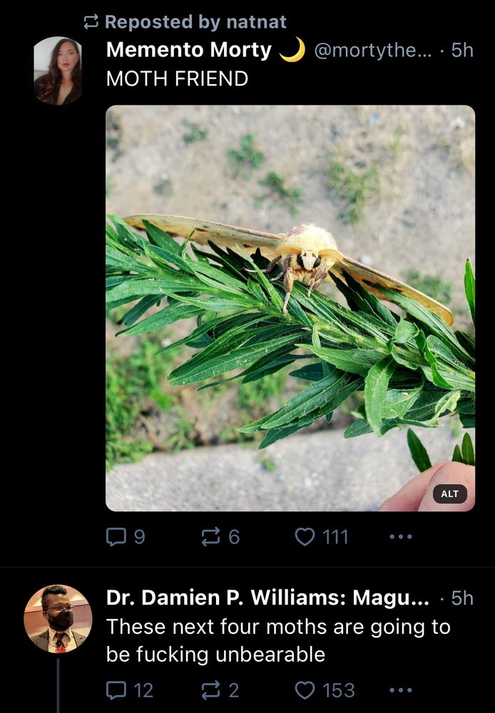 A post with a photo of a moth followed by a completely unrelated post by someone else that says “these next four moths are going to be fucking unbearable” but it was a typo for “months”