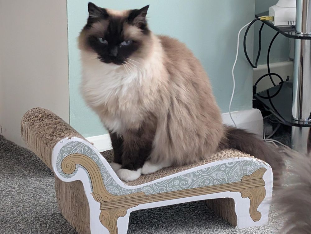 A beautiful long-haired ragdoll cat sitting on a cardboard chaise longue.