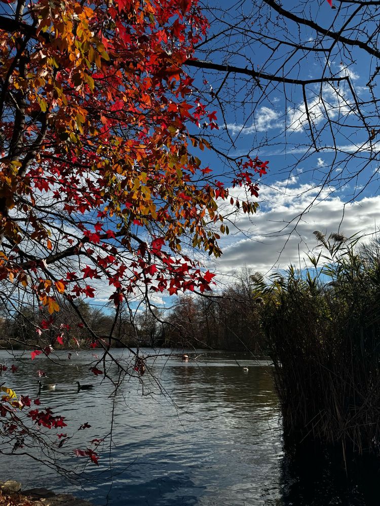 View of Prospect Park Lake with red and yellow fall leaves, blue skies with fluffy clouds, and ducks paddling by