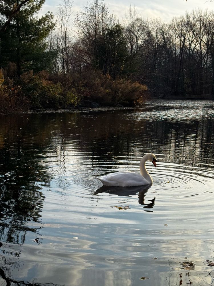 A swan in Prospect Park Lake
