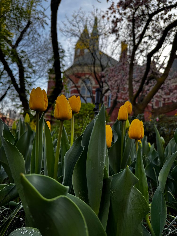 Yellow tulips in Jefferson Market Garden, Greenwich Village, New York City