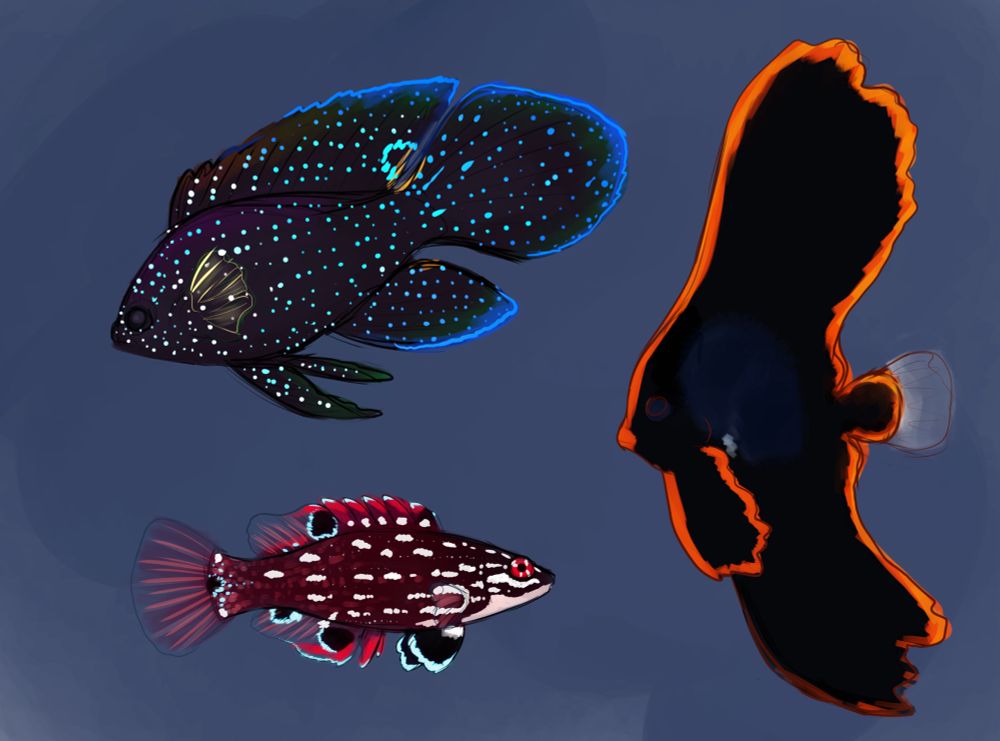 Colored sketches of fish on a dark background: marine betta, Diana’s hogfish, and a juvenile pinnate bat fish 