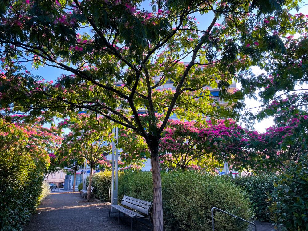 Un square ombragé, des arbres en fleurs, les fleurs sont roses, une allée et des bancs, en arrière plan un immeuble visible à travers les branches des arbres, et le ciel bleu aussi