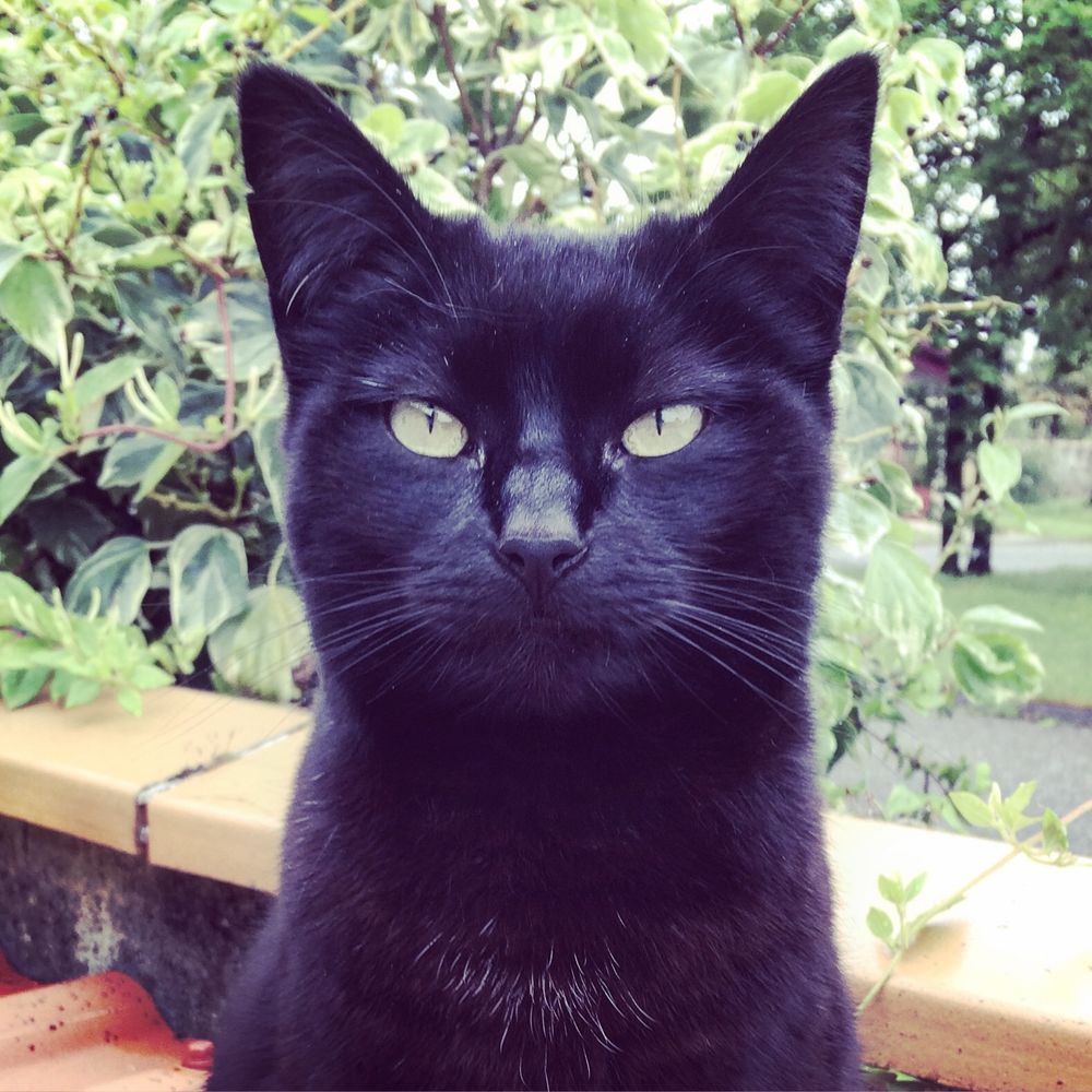 Chat noir menaçant 
