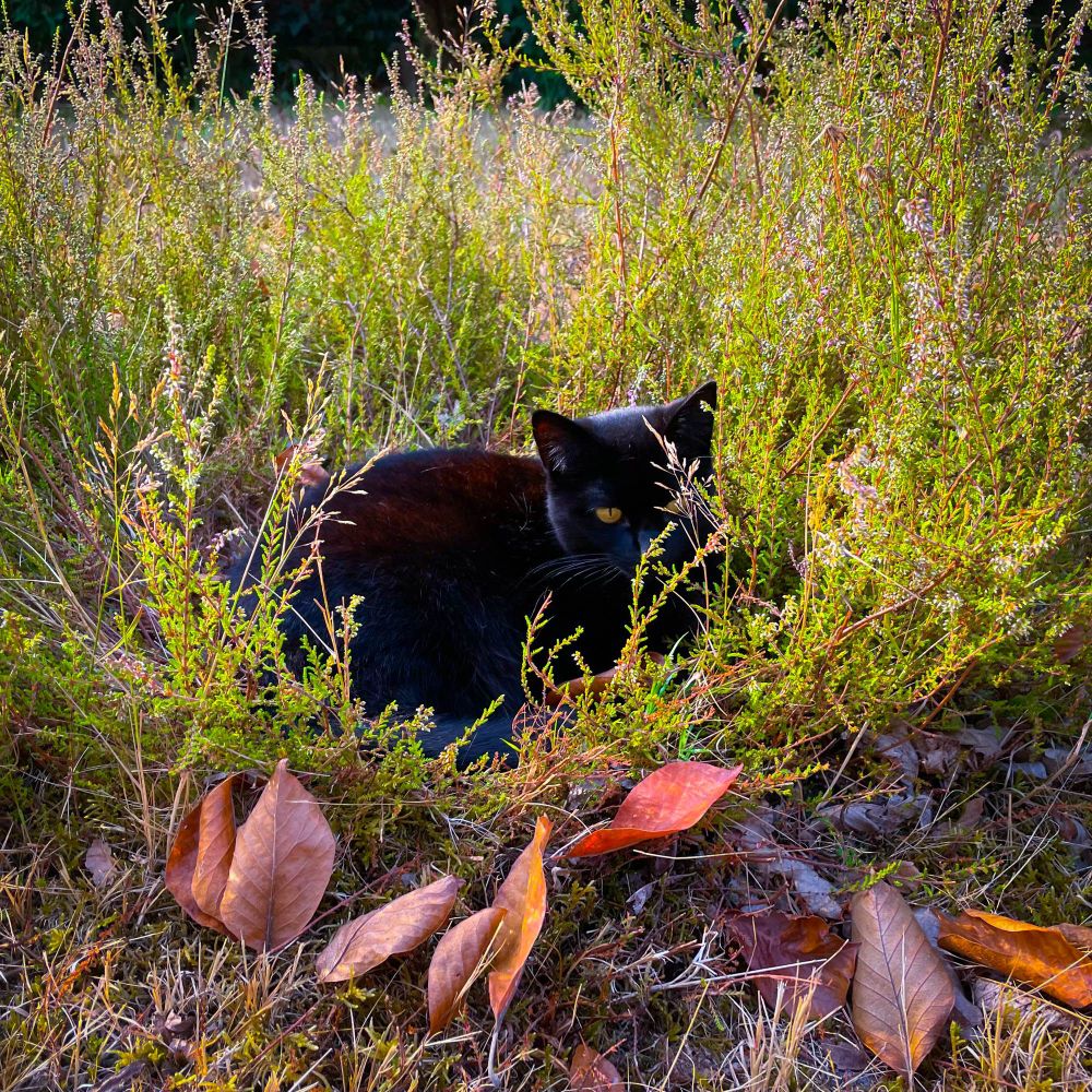 Chat noir habilement camouflé dans une touffe d’herbes éparses dont certaines légèrement plus grandes que lui 