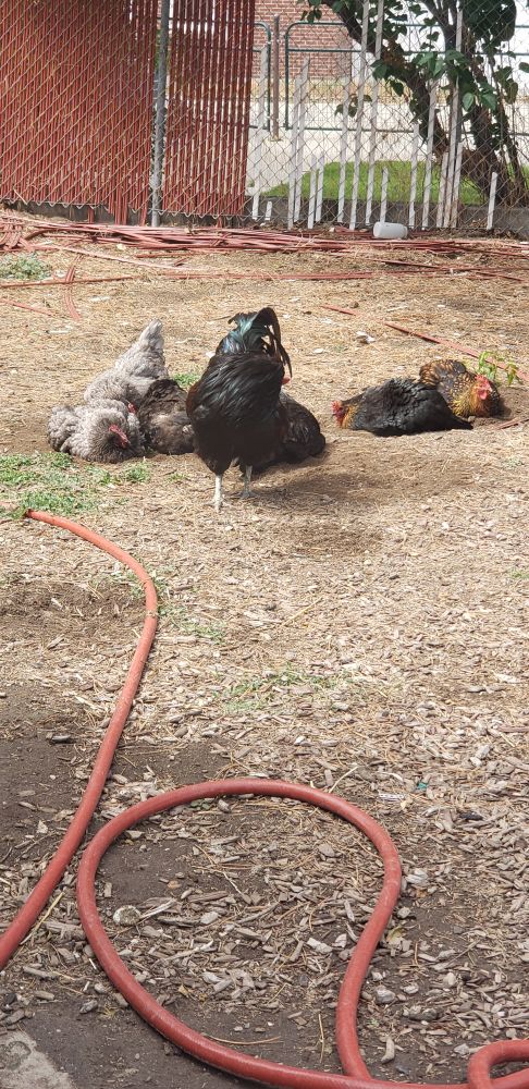 Rooster standing over his dusting hens.