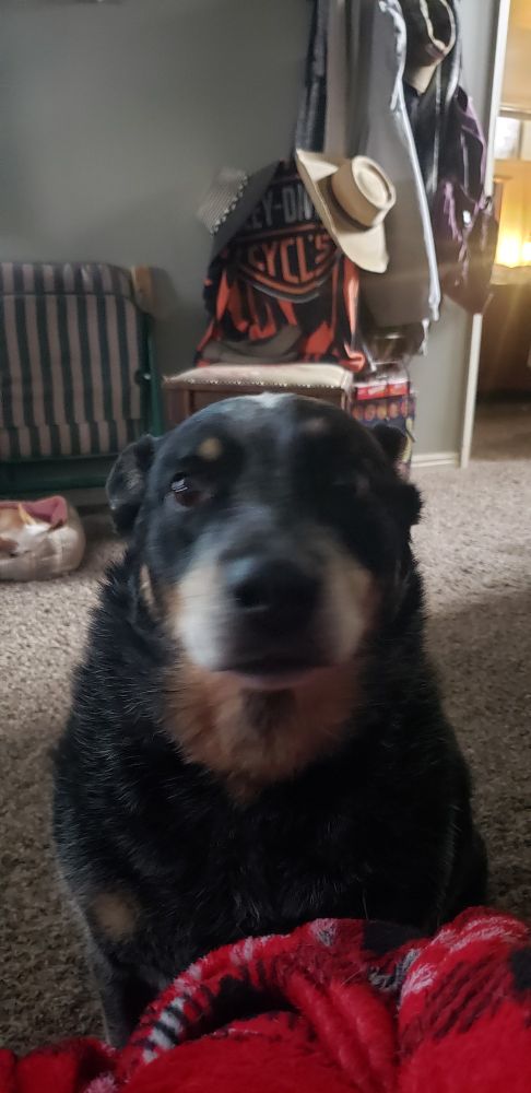 Harley (dog) with a concerned look