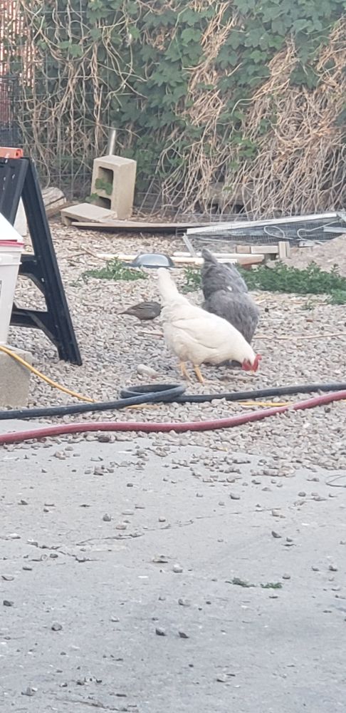 Two chickens and a quail digging for scratch.  #cickens #fresheggs  