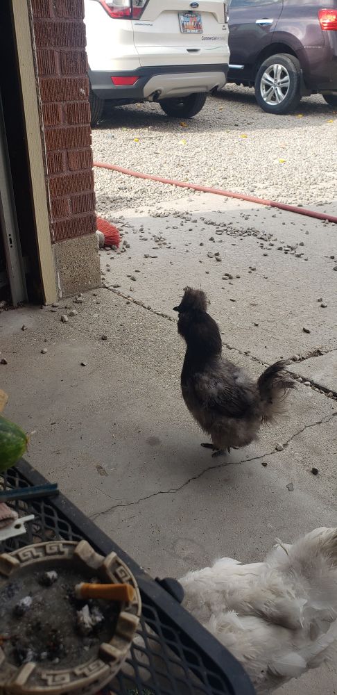 Mini rooster with fluffy feathers.