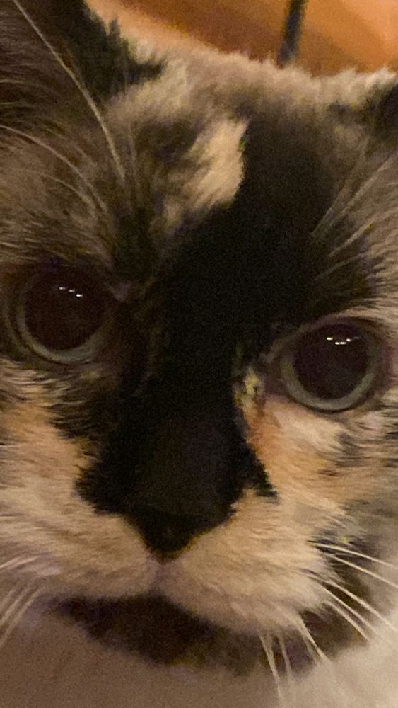 A closeup of a tan, black and grey patterned cat with blue eyes looking a little worried
