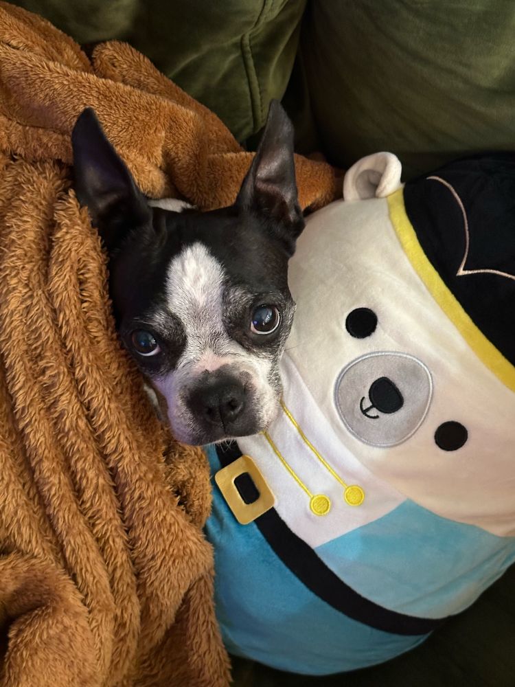 Our old Boston terrier Bubbles looking up at the camera from the couch snuggled in a brown blanket with a nutcracker bear Squishmallow as a pillow.