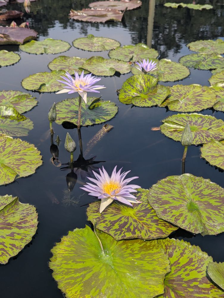 Lily pads with purple flowers.