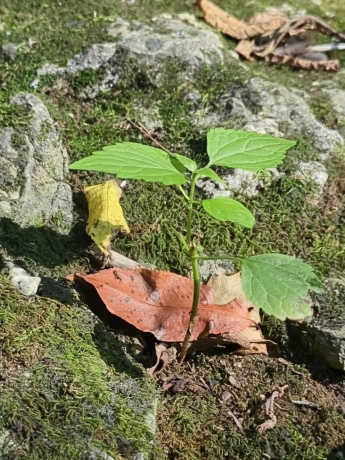 White Snakeroot growing out of a rock. 