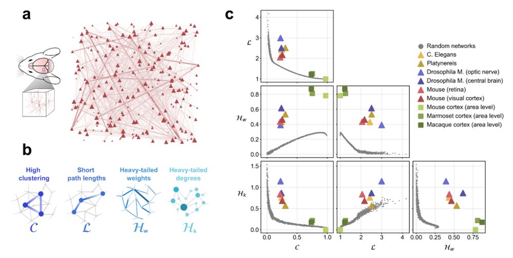 Brain networks from many animals have nonrandom structure. Including high clustering, short path lengths, heavy tailed weight distributions, and heavy-tailed degree distributions.