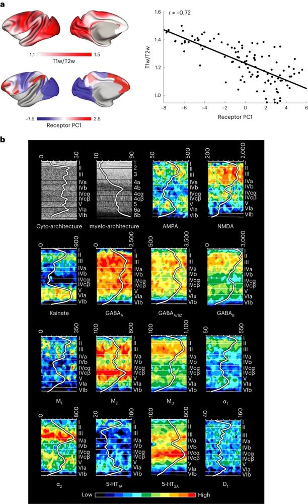 Figure 4 from Froudist-Walsh et al

An inverse relationship between cortical myelin and receptor density.
a, Cortical T1w/T2w ratio, a proposed marker for myelin content, is strongly negatively correlated with the principal receptor gradient across 109 cortical areas (r(107) = −0.72 (range: −0.80 to −0.62), P = 0.02, corrected for spatial autocorrelation and multiple comparisons (Bonferroni)). b, Receptor-, cyto-architecture and myelo-architecture of the macaque primary visual cortex (V1). Changes in Gray Level Index, which represents a measure of the volume fraction of cell bodies, in myelin density and in receptor concentration (in fmol mg−1 of protein) throughout the cortical depth are provided by the profile curve overlaid onto each section. Note that the scale has been optimized for each profile to provide the best visualization of changes in receptor densities throughout the cortical ribbon. Roman and Arabic numerals indicate cyto-architectonic and myelo-architectonic layers, respectively. Positions of cyto-architectonic layers were transferred to the neighboring receptor images.
