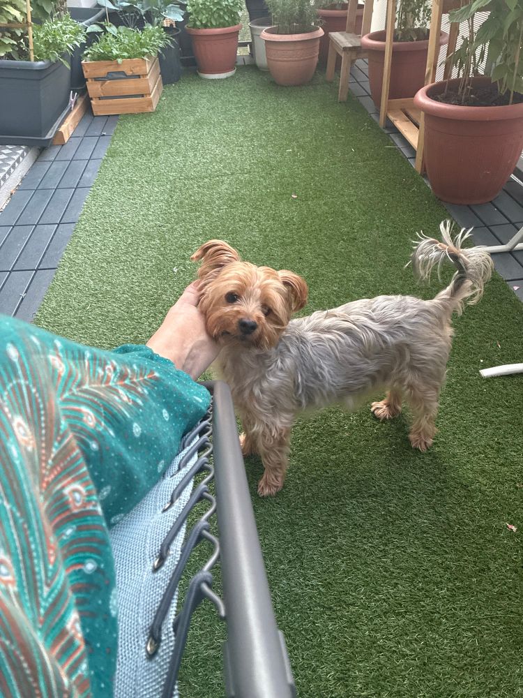 Eine Person auf einem Liegestuhl auf einem Balkon mit Pflanzen, nur das rechte Bein ist sichtbar, am Fuß legt ein Yorkshire Terrier seinen Kopf an. 
