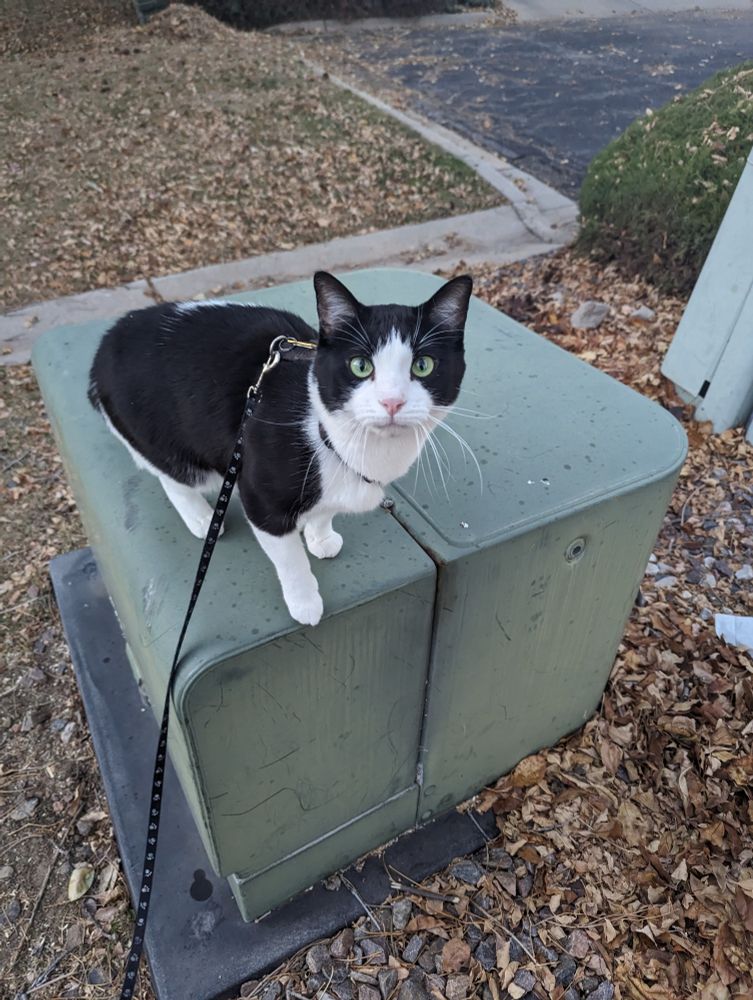 A black and white cat, wearing a harness attached to a leash and sitting on an electric transformer box, looks into the camera with green eyes. Dead leaves cover the groundm