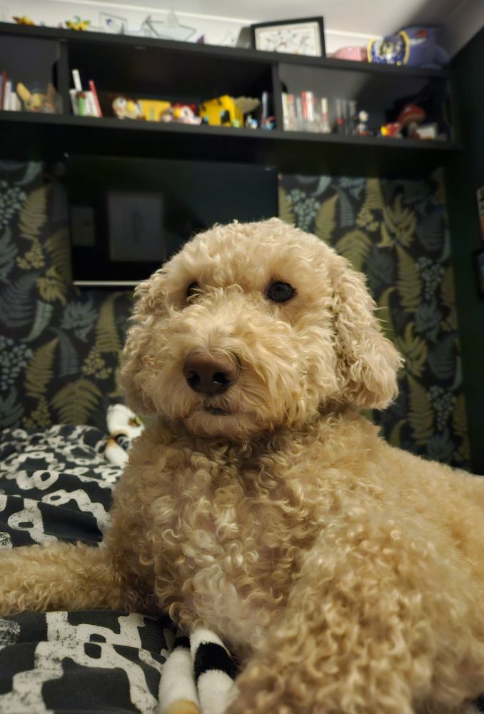 My dog Barney, a blond cockapoo laid across me while I'm laid in bed. Photo is from my POV and he's looking at me