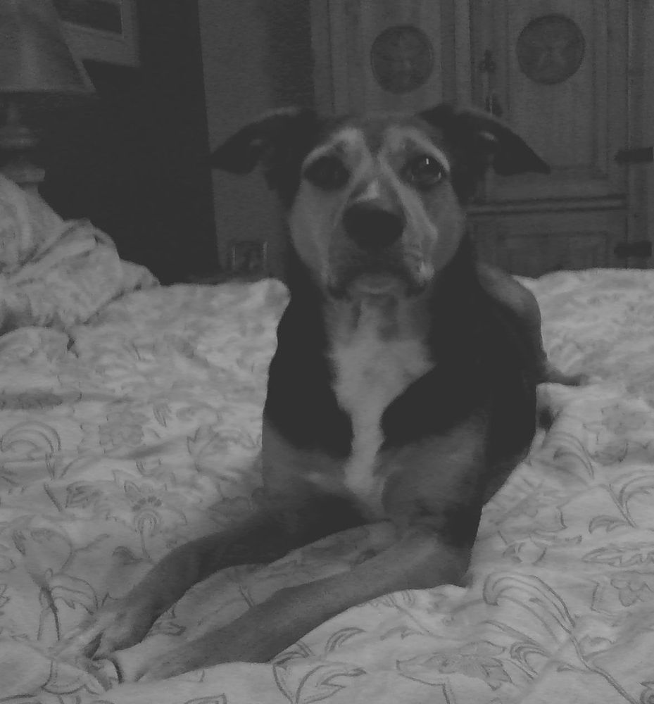 Photo of our dog Rebel, taken with the "toy" Chuzhao Digital Camera. Just something fun to play around with to find some daily JOY! 