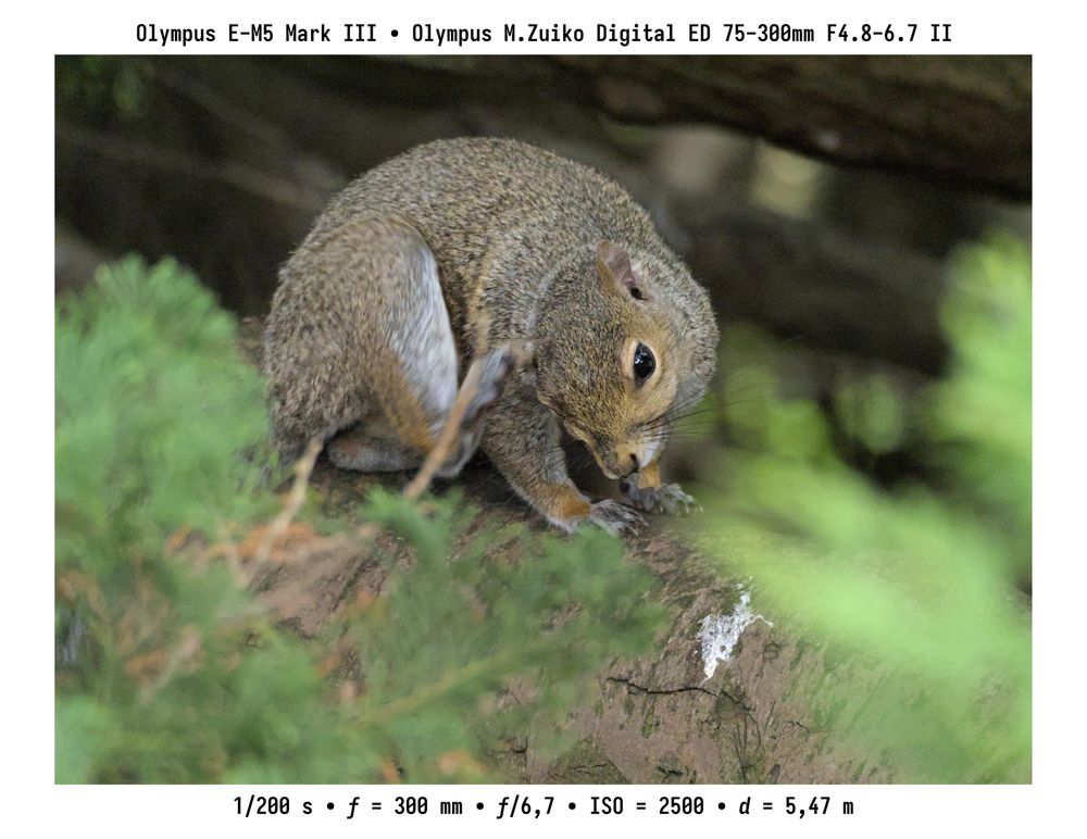 Grianghraf eile ina bhfuil an t-iora céanna. Tá sé ag tochas an cluas lena chois anois. Déanta le hOlympus E-M5 mk. III agus lionsa M.Zuiko ED 75–300 mm f/4.8–6.7 mk. II.