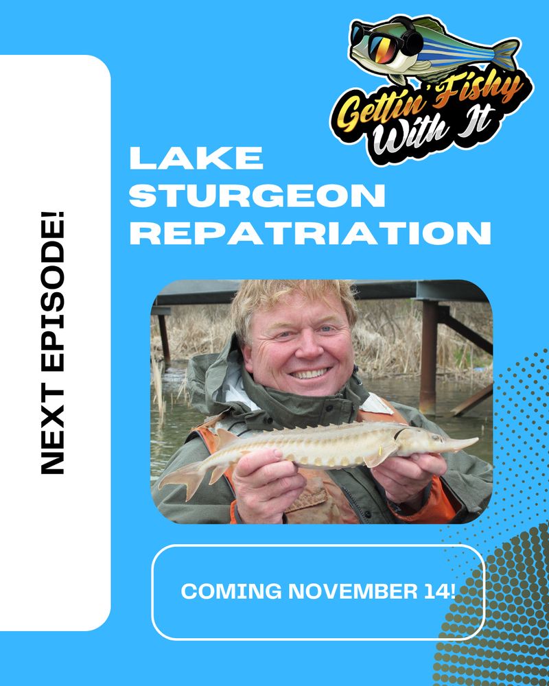 A graphic announcing the next episode of the Gettin' Fishy With It Podcast, which is about lake sturgeon repatriation. The image inset is Dr. Jeff Wyatt holding a juvenile lake sturgeon. The episode launches on November 14th.