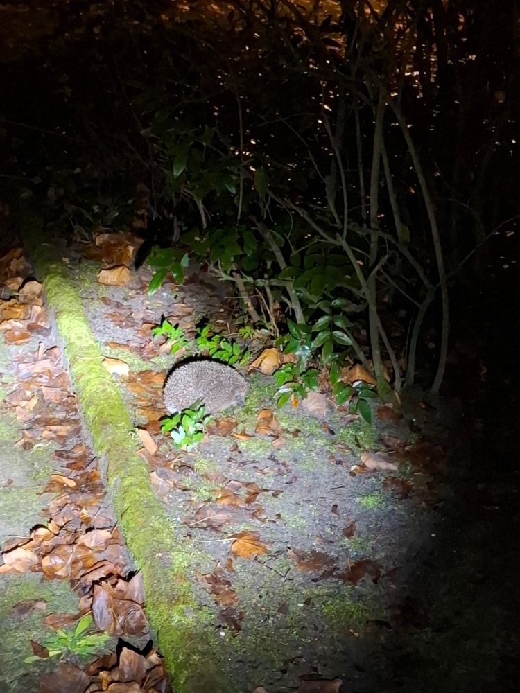 Ein Igel im Park in der Nacht 